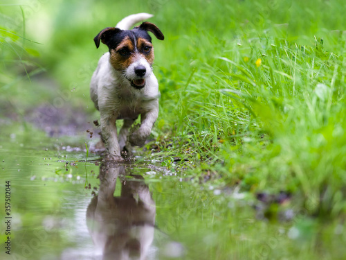 White hunting dog Jack Russell Terrier chasing through the woods and puddles among the trees, dog catching the trail.