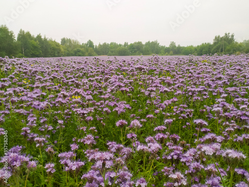 field of purple and yellow flowers © Mikoh81