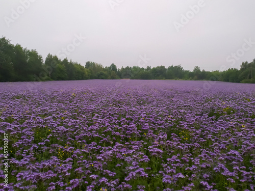 purple flowers and green forest 