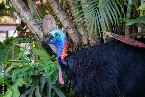 Portrait of a free cassowary in the jungle, one of the largest and heaviest living bird together with emu and ostrich, the world's most dangerous bird. Seen at Etty bay, Queensland, Australia. photo