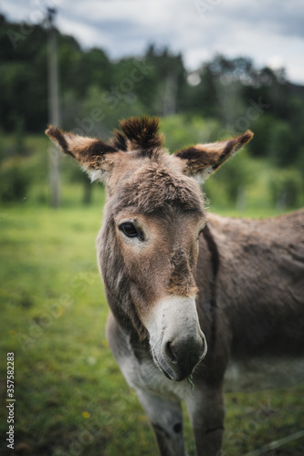 Portrait eines Esels © Oskar