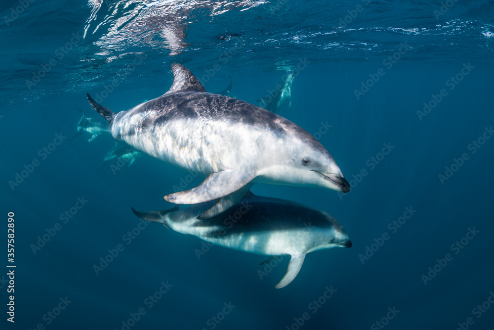 Fototapeta premium DUsky dolphins, Nuevo Gulf, Valdes Peninsula, Argentina.