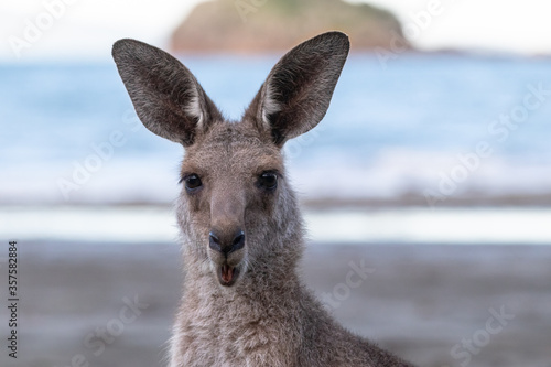 Fototapeta Naklejka Na Ścianę i Meble -  Portait of a surprised kangaroo, blurry background, open mouth, moving ears, at the beach in front of the ocean. Portrait picture expressing emotion. Cape Hillsborough, Queensland, Australia, Oceania