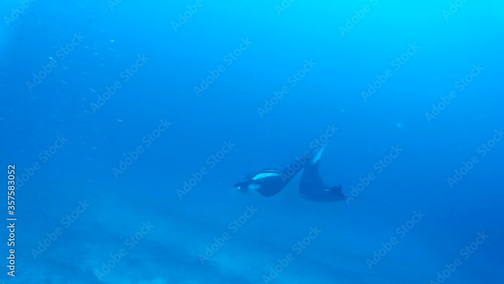 Oceanic manta rays swimming in the blue Oceanic manta rays swimming in the blue