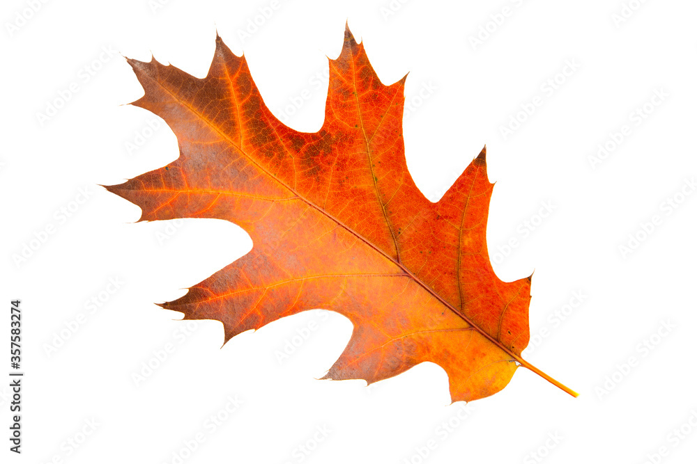 Obraz premium autumn leaves isolated