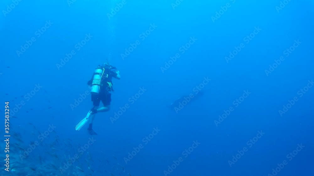 custom made wallpaper toronto digitalOceanic manta ray and scuba diver