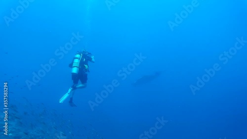 Wallpaper Mural Oceanic manta ray and scuba diver Torontodigital.ca