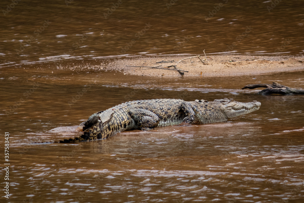 Fototapeta premium Salt water crocodile resting on a sand bar. Animal camouflaged on the brown water. Full body picture. Mary river, Northern Territory NT, Australia