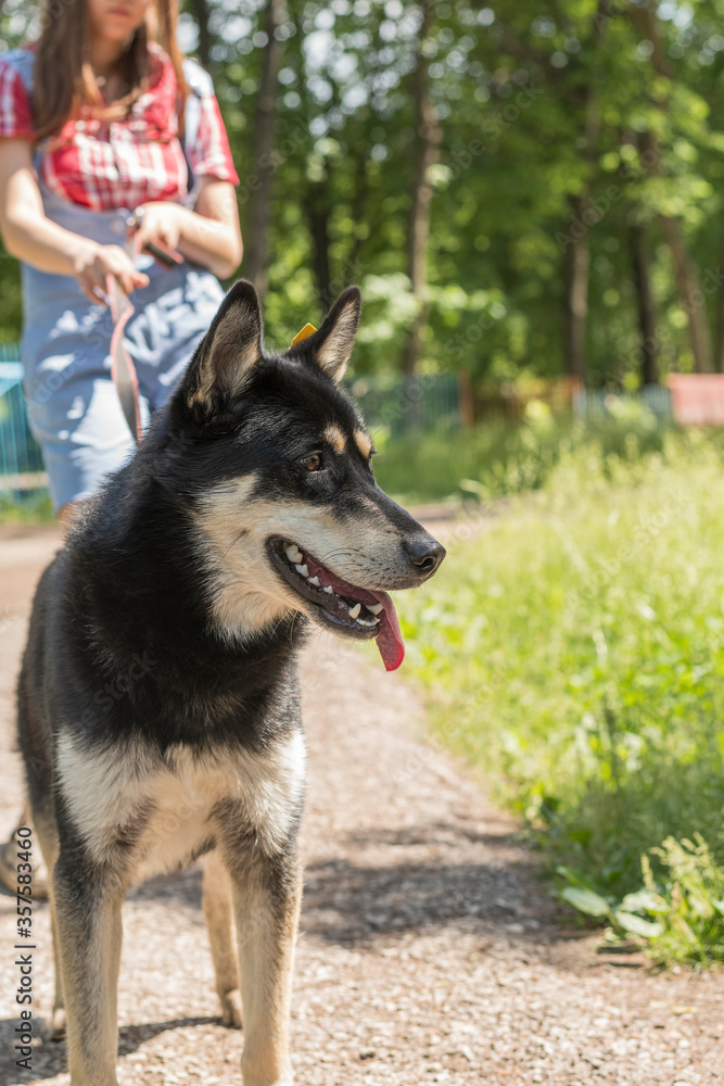 A young Siberian husky dog with multi-colored eyes (blue and brown) walks in the park on a girl’s leash. A young Siberian husky dog with multi-colored eyes (blue and brown) walks in the park on a girl’s leash.
