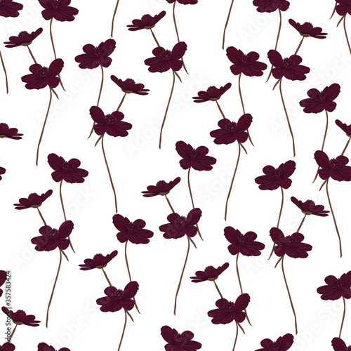 Chocolate cosmos seamless white backdrop