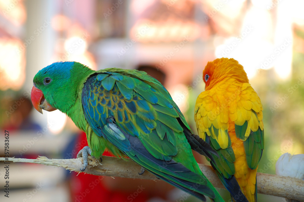 Obraz premium Parrots at Baluarte zoo in Vigan, Ilocos Sur, Philippines