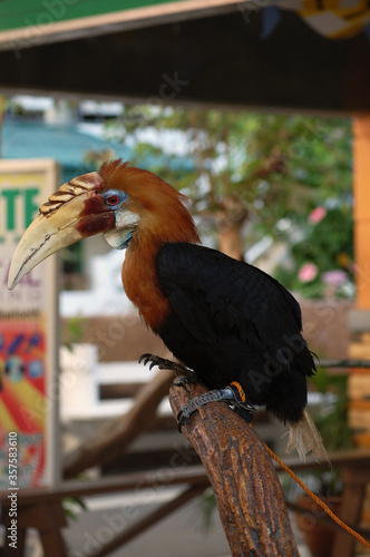 Hornbill bird at Baluarte zoo in Vigan, Ilocos Sur, Philippines
