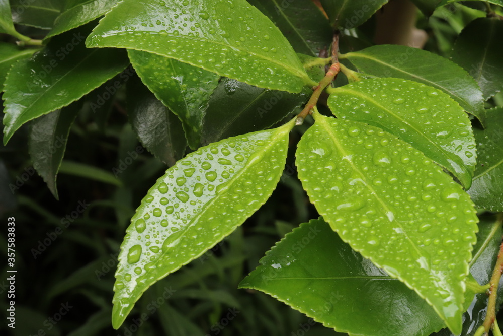 Waterdrops on the green leaves Waterdrops on the green leaves