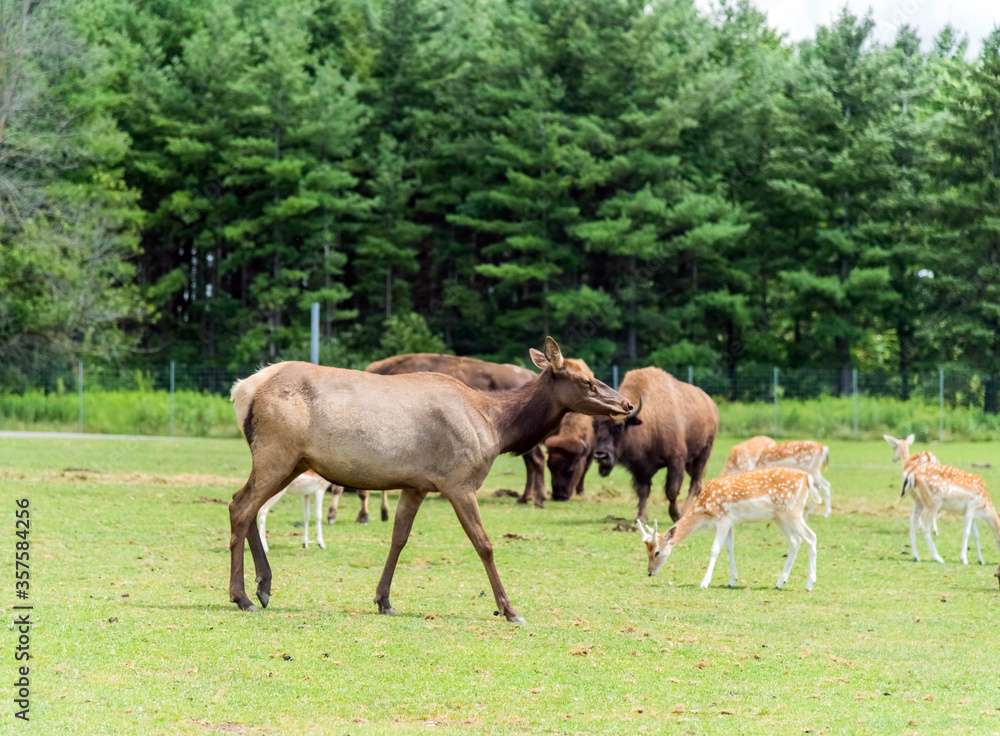 European Roe Deer in Hamilton Safari, Ontario, Canada
European Roe Deer in Hamilton Safari, Ontario, Canada