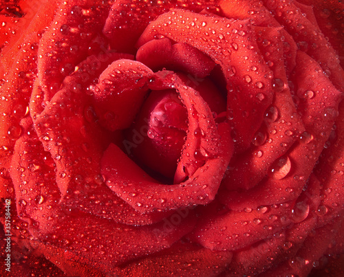 Fototapeta Naklejka Na Ścianę i Meble -  Beautiful red rose with water, closeup.