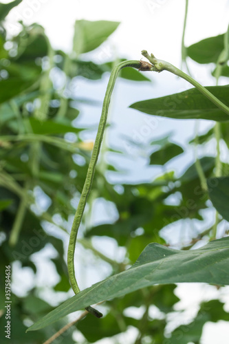 Growing yard-long bean organic without chemicals, sufficiency economy.