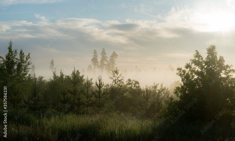 Fog in the morning in the forest with pine trees in the center of the frame Fog in the morning in the forest with pine trees in the center of the frame