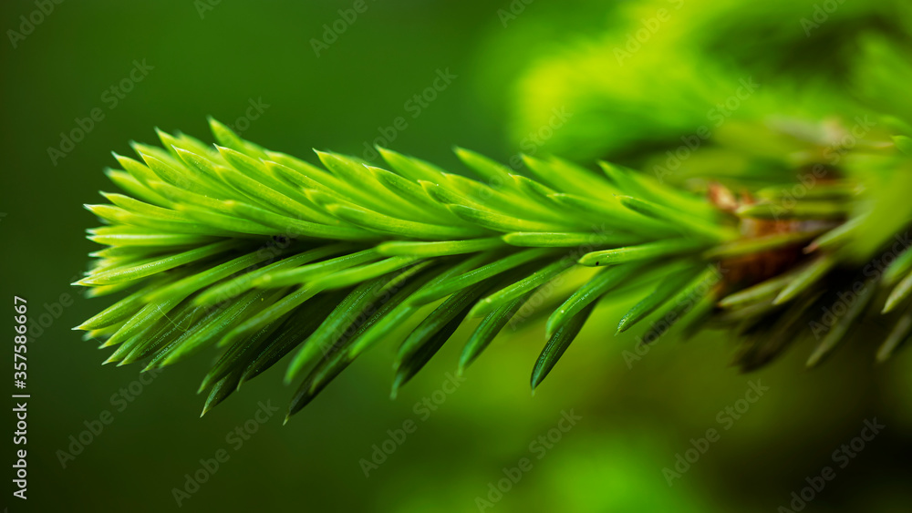 Young shoots of spruce branch. Macro shooting. Wild forest nature. Blurred background. Young shoots of spruce branch. Macro shooting. Wild forest nature. Blurred background.