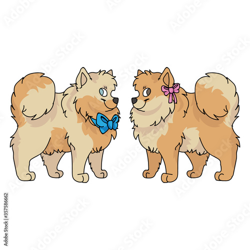 Cute cartoon pomeranian dog boy and girl vector clipart. Pedigree kennel doggie breed for dog lovers. Purebred domestic puppy for pet parlor illustration. Isolated spitz hound. 