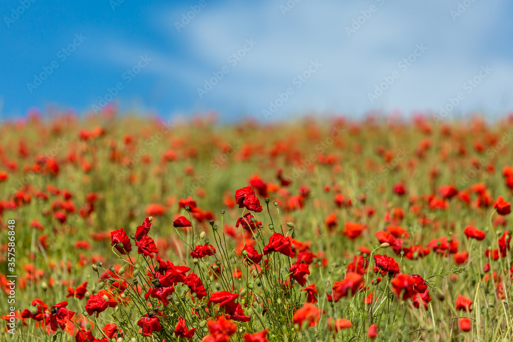 A Poppy Field with a Blue Sky Overhead A Poppy Field with a Blue Sky Overhead