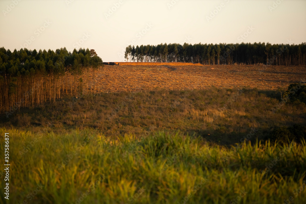 wood cut in a reforestation field in the city of Sao Pedro, Sao Paulo, Brazil