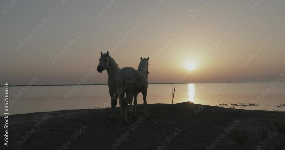 Slow Motion shot of horses on shore at beach against orange sky during sunrise - Camargue, France Slow Motion shot of horses on shore at beach against orange sky during sunrise - Camargue, France