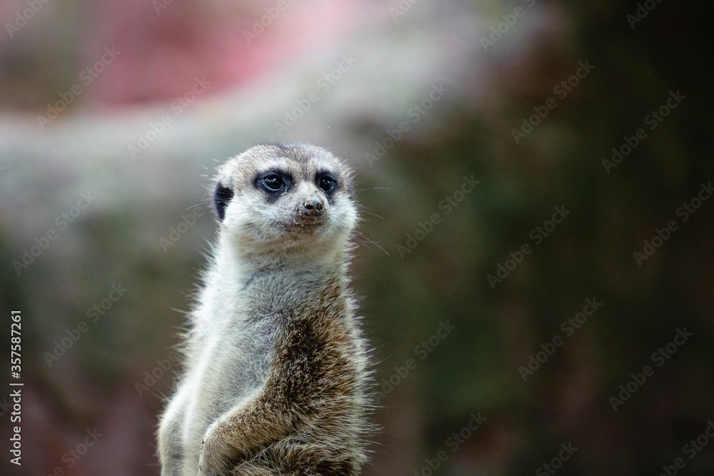 Portrait of meerkat, aka suricate - Suricata suricatta. Wildlife reservation, Kecskemét, Hungary Portrait of meerkat, aka suricate - Suricata suricatta. Wildlife reservation, Kecskemét, Hungary