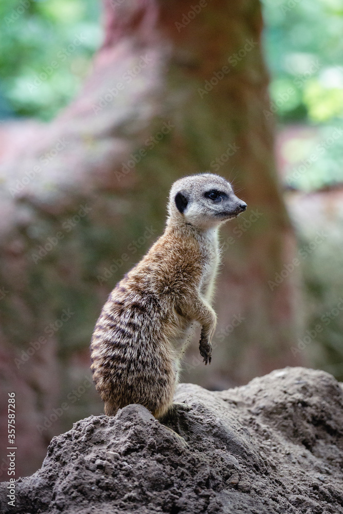 Fototapeta premium Portrait of meerkat, aka suricate - Suricata suricatta. Wildlife reservation, Kecskemét, Hungary