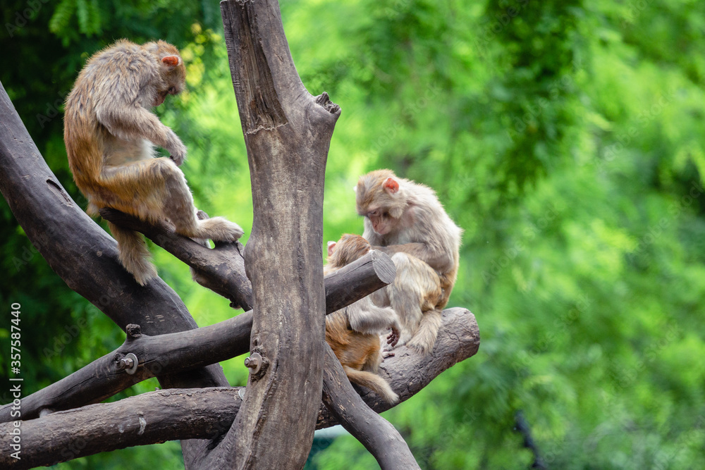 Fototapeta premium japanese macaque sitting on the tree