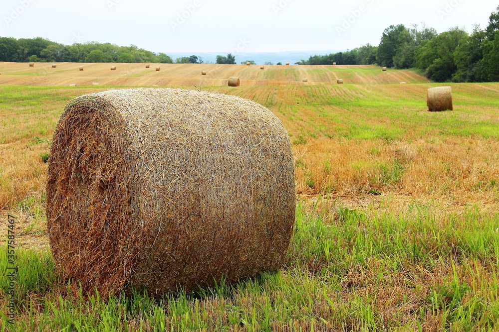 Hay Rolls on a late summer crop field with forest and sky in the background #2