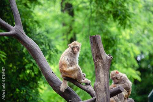 japanese macaque sitting on a tree © Gabriel