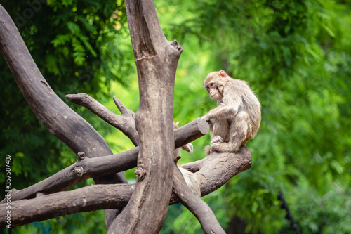 Papier peint white tailed macaque sitting on a tree