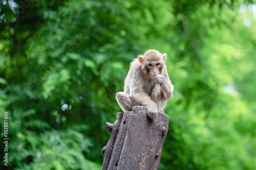 Fototapet japanese macaque sitting on the tree