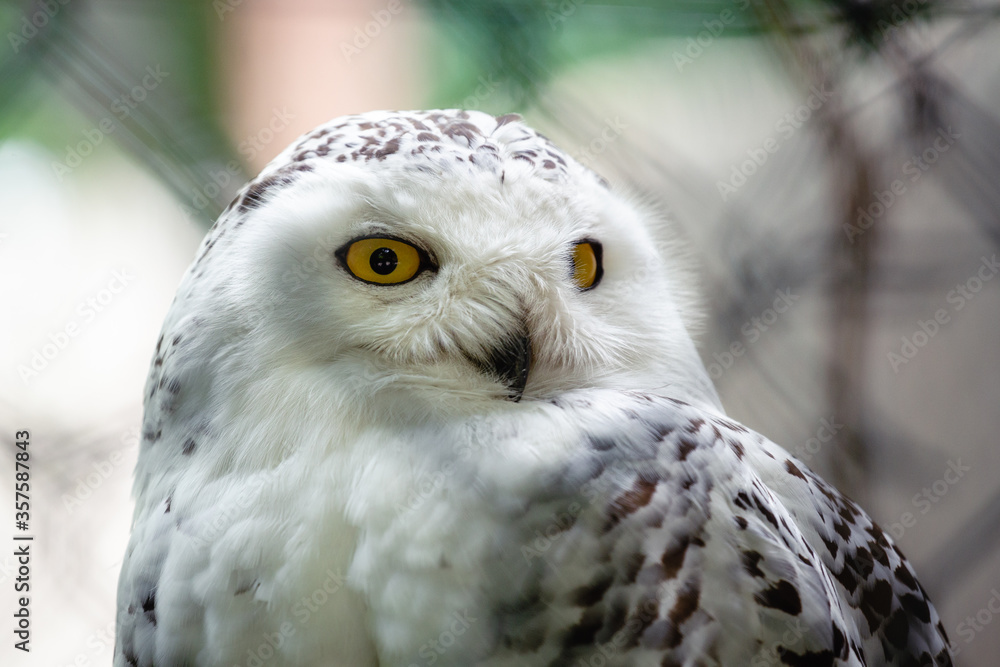 Obraz premium portrait of an owl