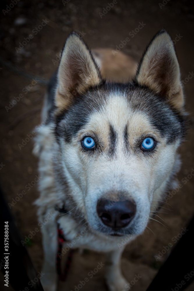 siberian husky portrait siberian husky portrait
