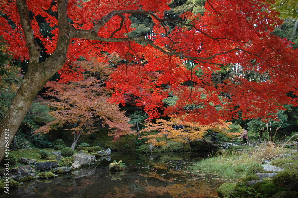 紅葉
紅葉