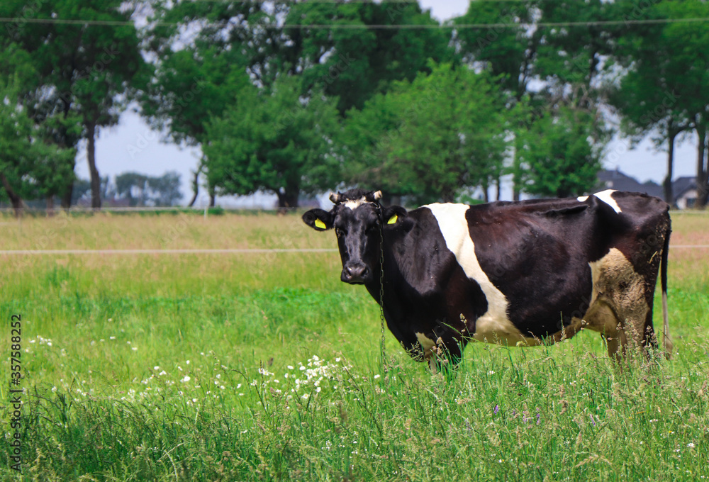 cow in a meadow in a large grass