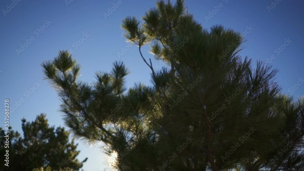 Circular panning motion looking up at beautiful tall pine trees with golden yellow Autumn leaves. 4K panning slow motion Circular panning motion looking up at beautiful tall pine trees with golden yellow Autumn leaves. 4K panning slow motion