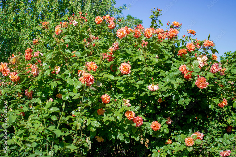 Aloha climbing rose. A lush shrub dotted with bright opening pink and orange rose flowers. Green leaf. Spring flowering front yard. Sunny weather.