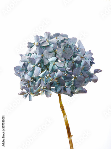 Dried hydrangea flower on white background. isolated flower on simple background.