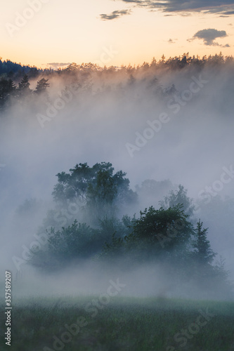 Nebel steigt am Morgen aus Wald auf photo