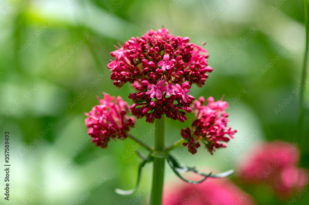Centranthus ruber flowering plant, bright red pink flowers in bloom, green stem and leaves, ornamental flower Centranthus ruber flowering plant, bright red pink flowers in bloom, green stem and leaves, ornamental flower