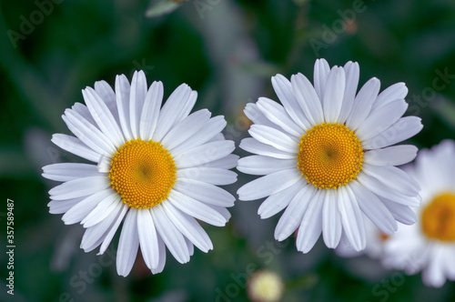 Leucanthemum vulgare meadows wild flower with white petals and yellow center in bloom, flowering beautiful plant