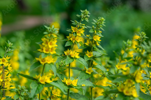 Lysimachia punctata bright yellow dotted loosestrife flowering plant  group of beautiful flowers in bloom