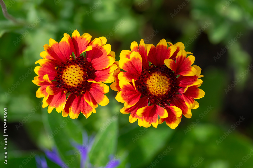 Gaillardia aristata flowering wild plant, red and yellow blanketflower in bloom Gaillardia aristata flowering wild plant, red and yellow blanketflower in bloom