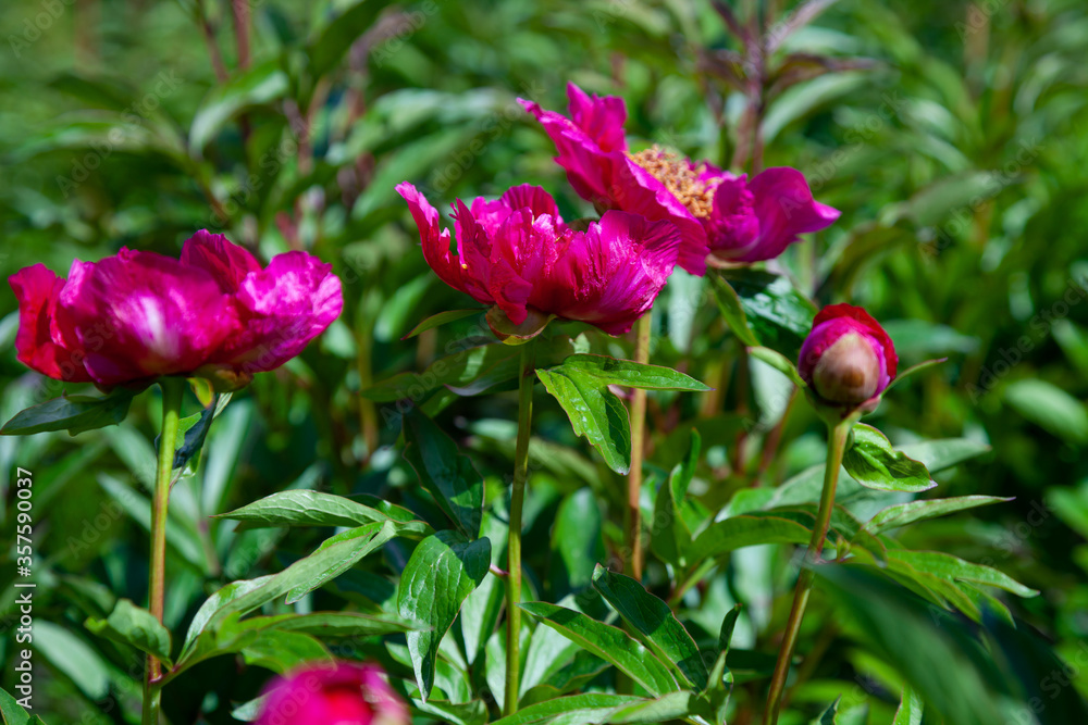 Bush of peonies in the garden. Beautiful dark pink buds of summer flowers. Peony flower Bordeaux color. Bush of peonies in the garden. Beautiful dark pink buds of summer flowers. Peony flower Bordeaux color.