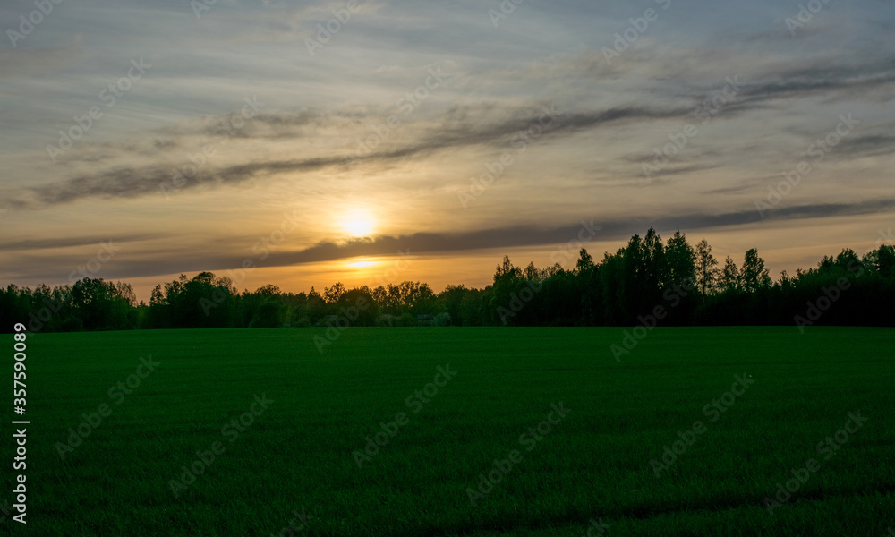 sunset over a green cereal field