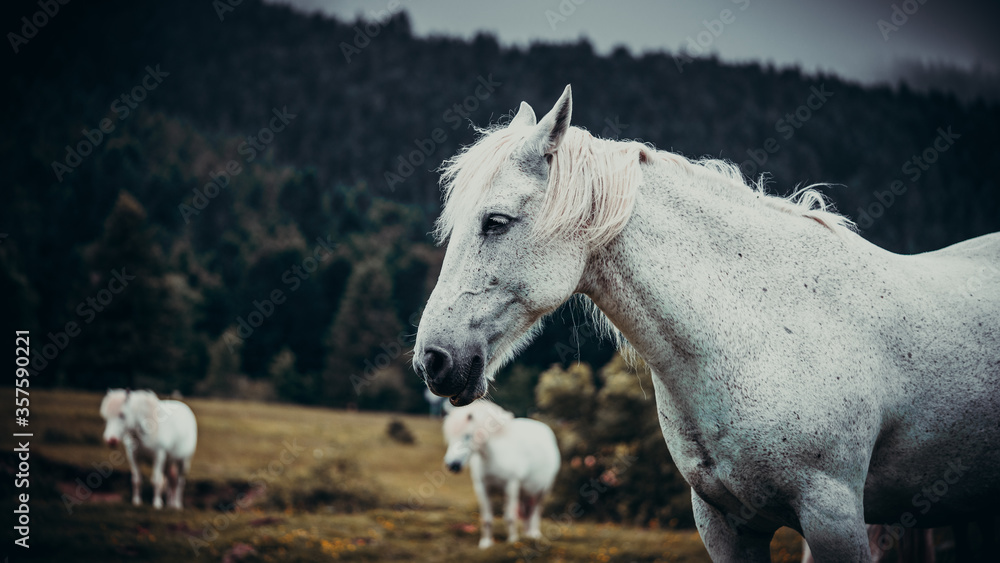 cheval blanc payolle 3/4 cheval blanc payolle 3/4