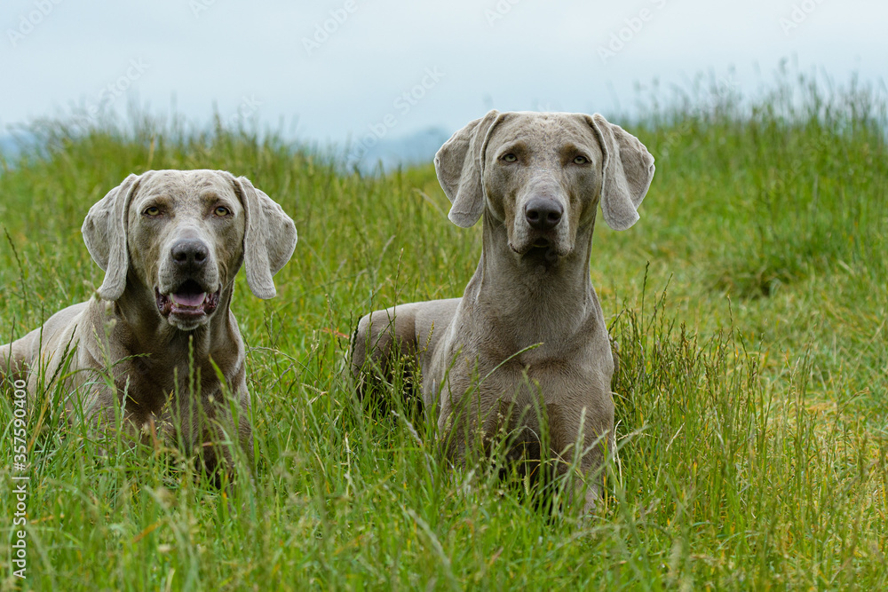 Weimaraner Vorstehhunde