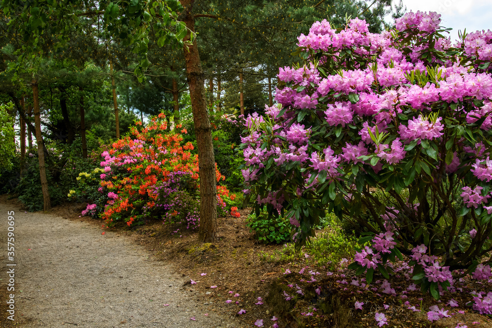 Azalea bushes in the park. Garden of colorful rhododendrons.
